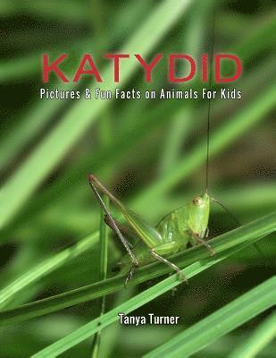 Katydid: Pictures & Fun Facts on Animals For Kids 1