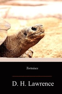 bokomslag Tortoises