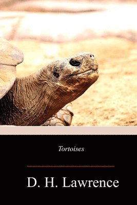 bokomslag Tortoises