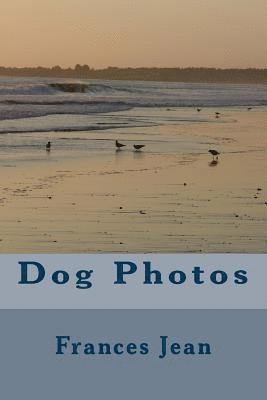 Dog Photos 1