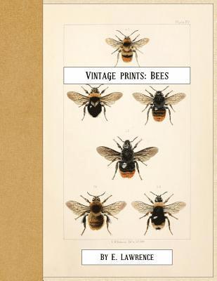 bokomslag Vintage Prints: Bees