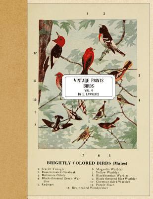 bokomslag Vintage Prints: Birds: Vol. 4