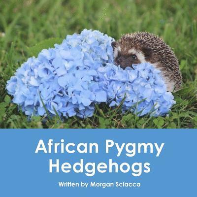 African Pygmy Hedgehogs 1