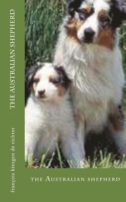 The Australian shepherd 1