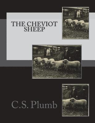 The Cheviot Sheep 1