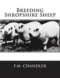 bokomslag Breeding Shropshire Sheep