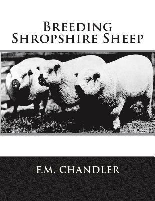 Breeding Shropshire Sheep 1