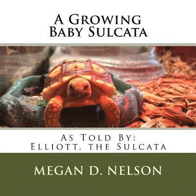 A Growing Baby Sulcata 1