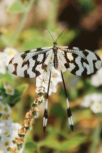 bokomslag butterflys