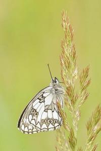 bokomslag friendly butterfly