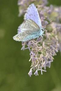 bokomslag ice blue butterfly