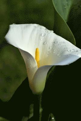 calla 1