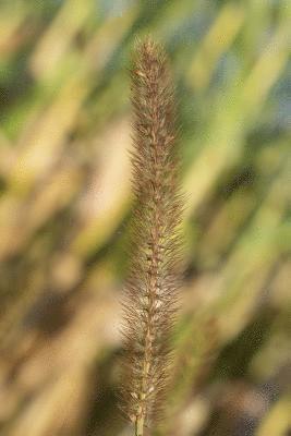 bokomslag bamboo grass