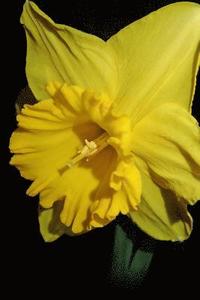 bokomslag Daffodil