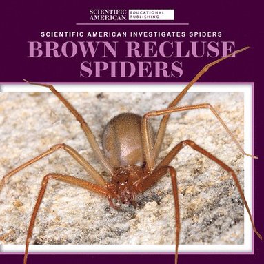 bokomslag Brown Recluse Spiders