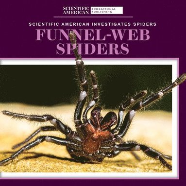 bokomslag Funnel-Web Spiders
