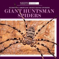 bokomslag Giant Huntsman Spiders
