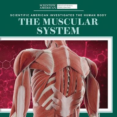 bokomslag The Muscular System