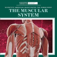 bokomslag The Muscular System