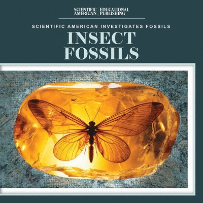 Insect Fossils 1