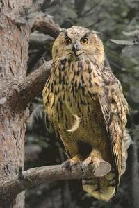 bokomslag eagle owl