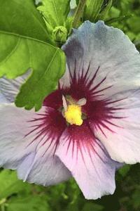 bokomslag purple white flower