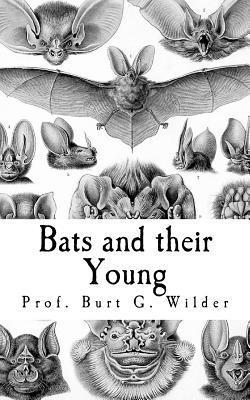 bokomslag Bats and their Young