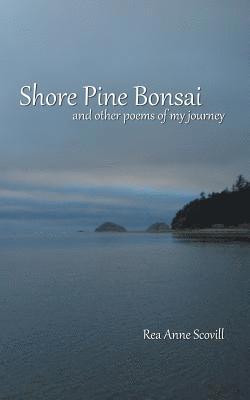 Shore Pine Bonsai 1