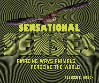 bokomslag Sensational Senses