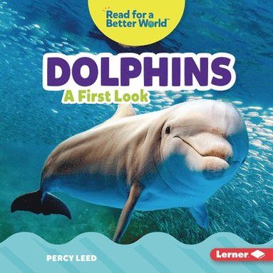 bokomslag Dolphins