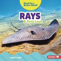 bokomslag Rays