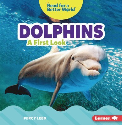 Dolphins 1