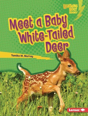 Meet a Baby White-Tailed Deer 1