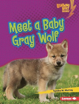 Meet a Baby Gray Wolf 1