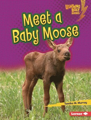 Meet a Baby Moose 1