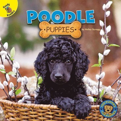 Hailey Scragg - Poodle Puppies, Inbunden