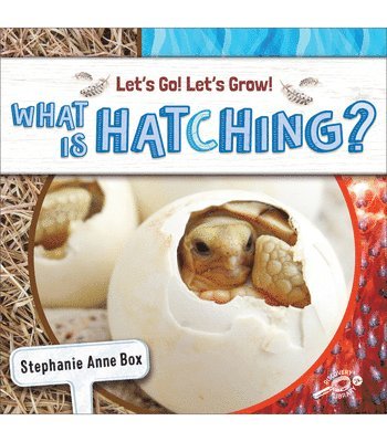 What Is Hatching? 1