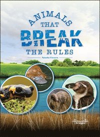 bokomslag Animals That Break the Rules