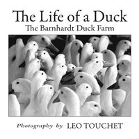 bokomslag The Life of a Duck