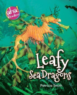 Leafy Sea Dragons 1