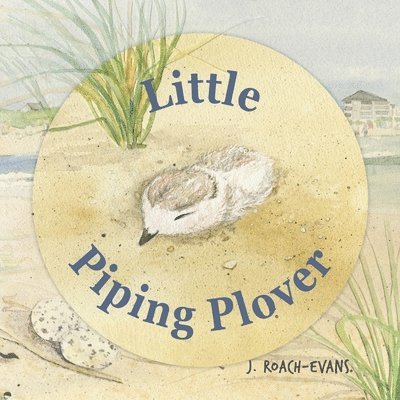 Little Piping Plover 1