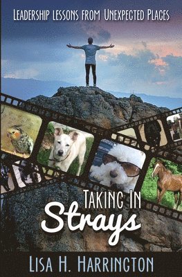 Taking In Strays: Leadership Lessons From Unexpected Places 1