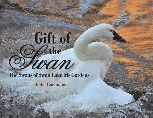 Gift of the Swan 1