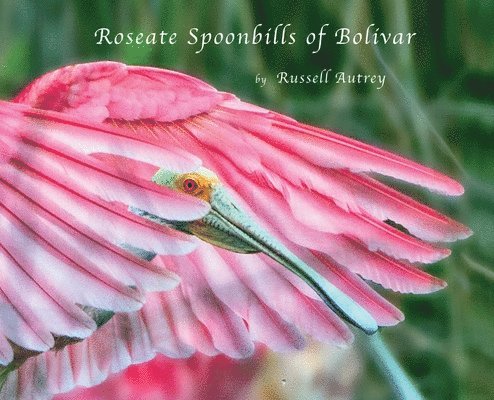 Roseate Spoonbills of Bolivar 1