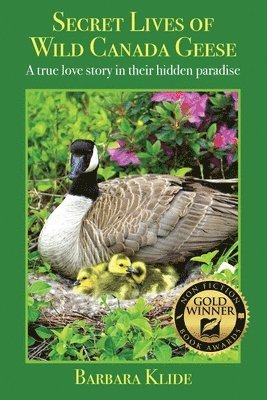 Secret Lives of Wild Canada Geese 1