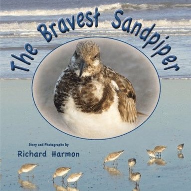 bokomslag Bravest Sandpiper
