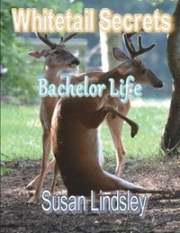 bokomslag Whitetail Secrets: Bachelor Life