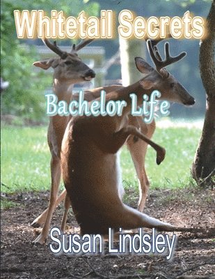 Whitetail Secrets: Bachelor Life 1