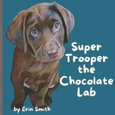 Super Trooper the Chocolate Lab 1