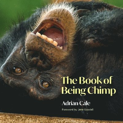 Adrian Cale - Book of Being Chimp, Inbunden